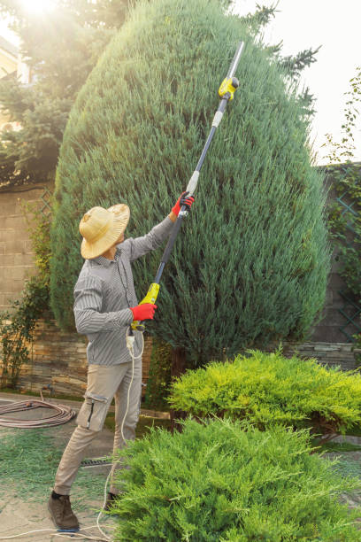 Best Tree Cabling and Bracing  in Meadville, PA